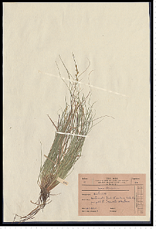 Carex elongata L.