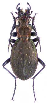 Carabus irregularis (Fabricius, 1792)