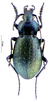 Carabus sylvestris (Panzer, 1793a)