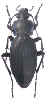 Carabus scheidleri (Panzer, 1799a)