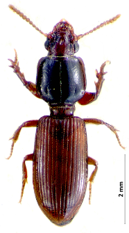 Clivina collaris (Herbst, 1784)