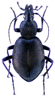 Cychrus caraboides (Linnaeus, 1758)