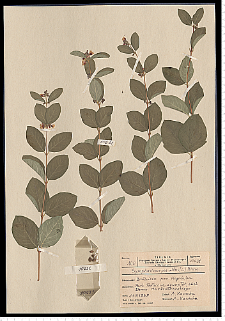 Symphoricarpos albus (L.) S. F. Blake