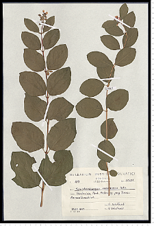 Symphoricarpos albus (L.) S. F. Blake