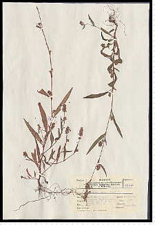 Polygonum persicaria L.