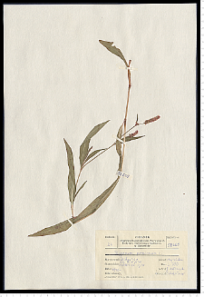 Polygonum persicaria L.