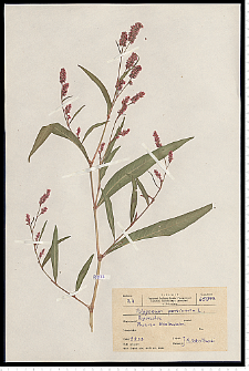 Polygonum persicaria L.