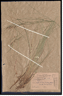 Carex nigra Reichard