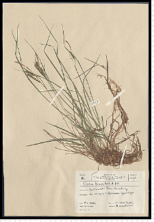 Carex nigra Reichard