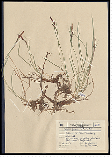 Carex nigra Reichard