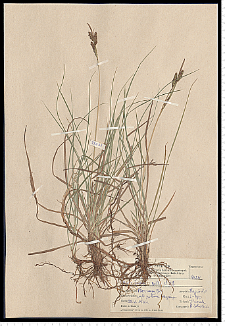 Carex nigra Reichard