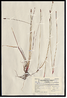 Eleocharis palustris (L.) Roem. & Schult.