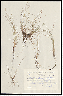 Eleocharis acicularis (L.) Roem. & Schult.