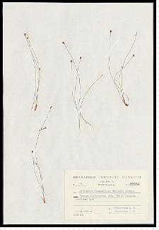 Eleocharis quinqueflora (Hartmann) O. Schwarz