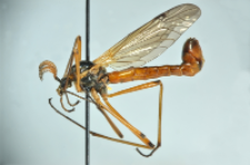 Tanyptera atrata (Linnaeus, 1758)