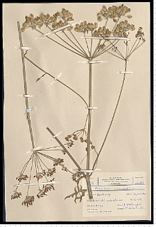 Heracleum sibiricum L.