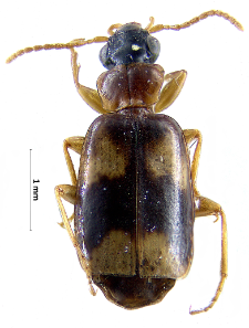 Philorhizus notatus (Stephens, 1827)