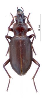 Sphodrus leucophthalmus (Linne, 1758)