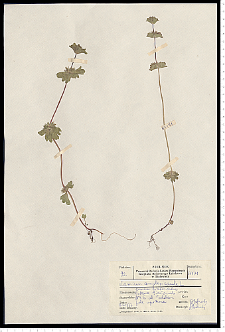 Lamium amplexicaule L.