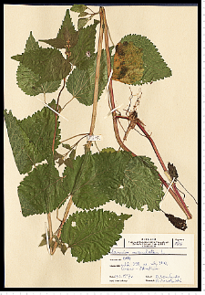 Lamium maculatum L.