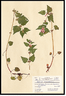 Lamium maculatum L.