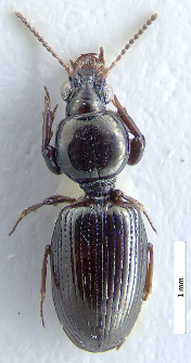 Dyschirius aeneus (Dejean, 1825)