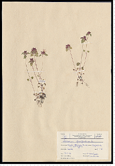 Lamium purpureum L.