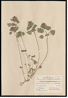 Lamium purpureum L.