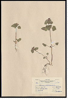 Lamium purpureum L.