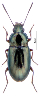 Pogonus peisonis (Ganglbauer, 1891a)