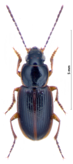 Stenolophus mixtus (Herbst, 1784)