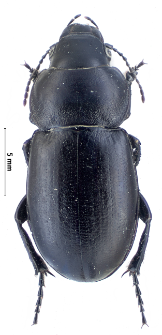 Zabrus spinipes (Fabricius, 1798)