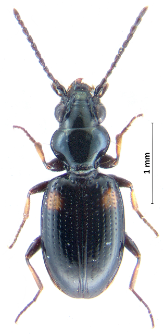 Bembidion humerale (J. Sturm, 1825)