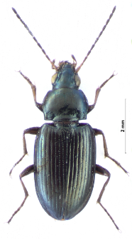 Bembidion laticolle (Duftschmid, 1812)