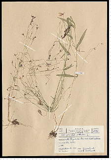 Campanula patula L.
