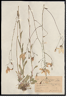 Campanula patula L.