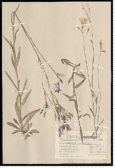 Campanula patula L.