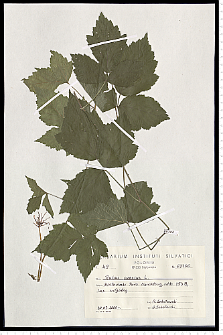 Rubus caesius L.