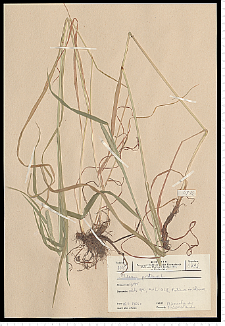 Phleum pratense L.