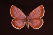 Plebejus argus (Linnaeus, 1758)