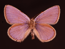 Polyommatus icarus (Rottemburg, 1775)