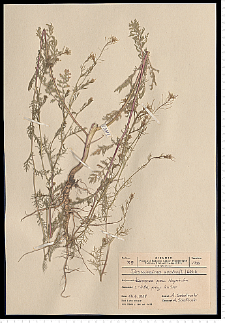 Descurainia sophia (L.) Webb ex Prantl
