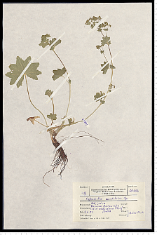 Alchemilla acutiloba Opiz