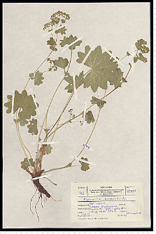 Alchemilla acutiloba Opiz