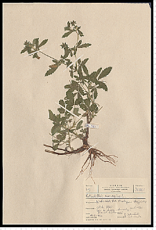 Potentilla norvegica L.