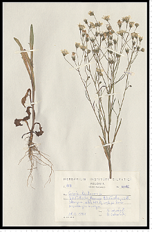 Crepis tectorum L.