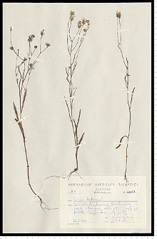 Crepis tectorum L.