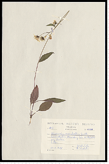Hieracium maculatum Schrank