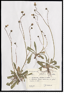 Hieracium schultesii F. W. Schultz