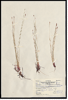 Eleocharis uniglumis (Link) Schult.